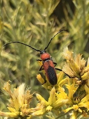 Crossidius coralinus