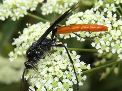 Protichneumon grandis