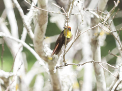 Chrysolampis mosquitus