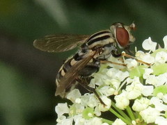 Helophilina