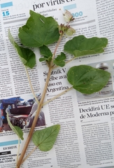 Proboscidea louisianica