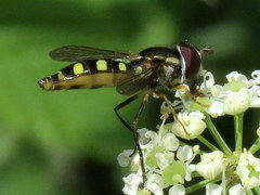 Epistrophella emarginata
