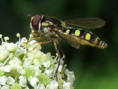 Epistrophella emarginata