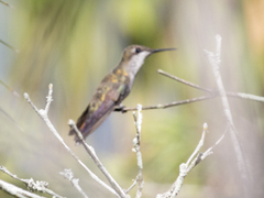 Chrysolampis mosquitus