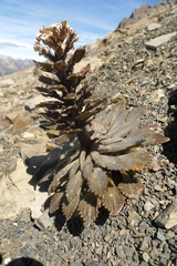 Notothlaspi rosulatum