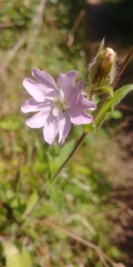 Silene × hampeana
