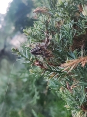 Araneus diadematus