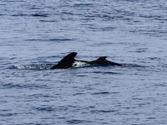Globicephala