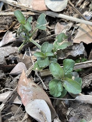 Dyschoriste nagchana