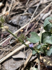 Dyschoriste nagchana