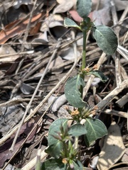 Dyschoriste nagchana