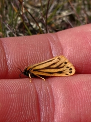 Setina aurita