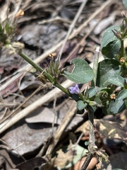 Dyschoriste nagchana