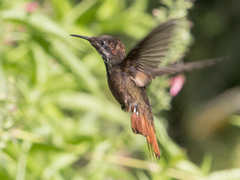 Chrysolampis mosquitus