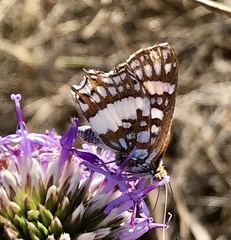 Ariconias glaphyra