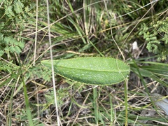 Echinacea angustifolia