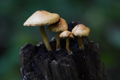 Pleuroflammula tuberculosa