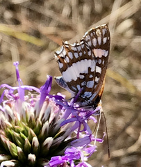 Ariconias glaphyra