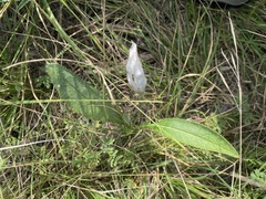 Echinacea angustifolia