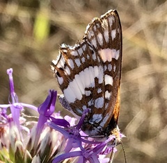 Ariconias glaphyra