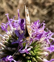 Ariconias glaphyra