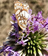 Ariconias glaphyra