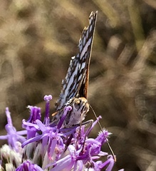 Ariconias glaphyra