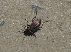 Carabus fairmairei