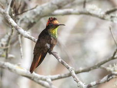 Chrysolampis mosquitus