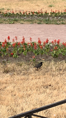 Sturnus vulgaris