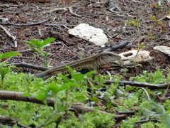 Aspidoscelis angusticeps