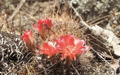 Lobivia hertrichiana