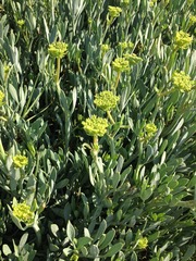 Crithmum maritimum