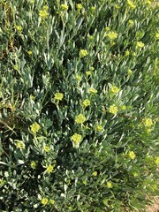 Crithmum maritimum