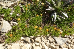 Leptinella pyrethrifolia