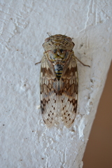 Platypleura fulvigera