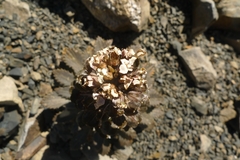 Notothlaspi rosulatum