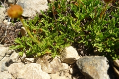 Leptinella pyrethrifolia