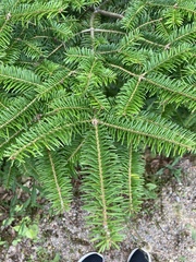 Abies balsamea image