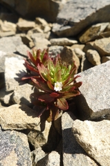 Epilobium pycnostachyum