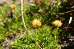 Leptinella pyrethrifolia