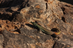 Platysaurus intermedius rhodesianus