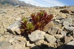 Epilobium pycnostachyum