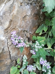 Campanula elatinoides