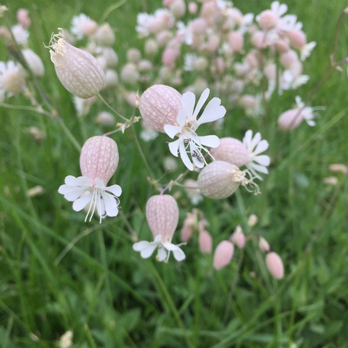 bladder campion