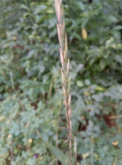 Elymus repens