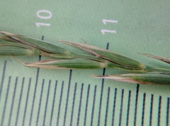 Elymus repens
