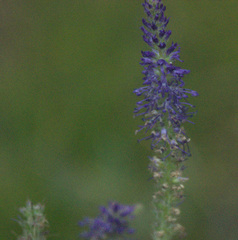 Veronica porphyriana