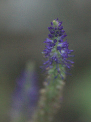 Veronica porphyriana