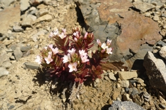Epilobium pycnostachyum